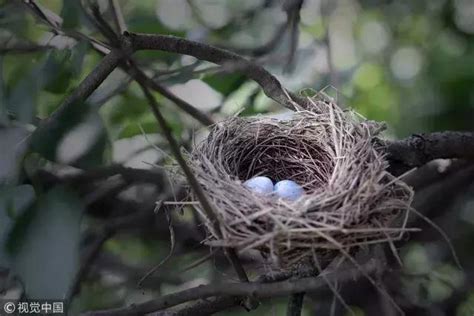 有鳥在家築巢|【家裡有鳥築巢】鳥巢報喜！1個跡象代表家宅運勢大。